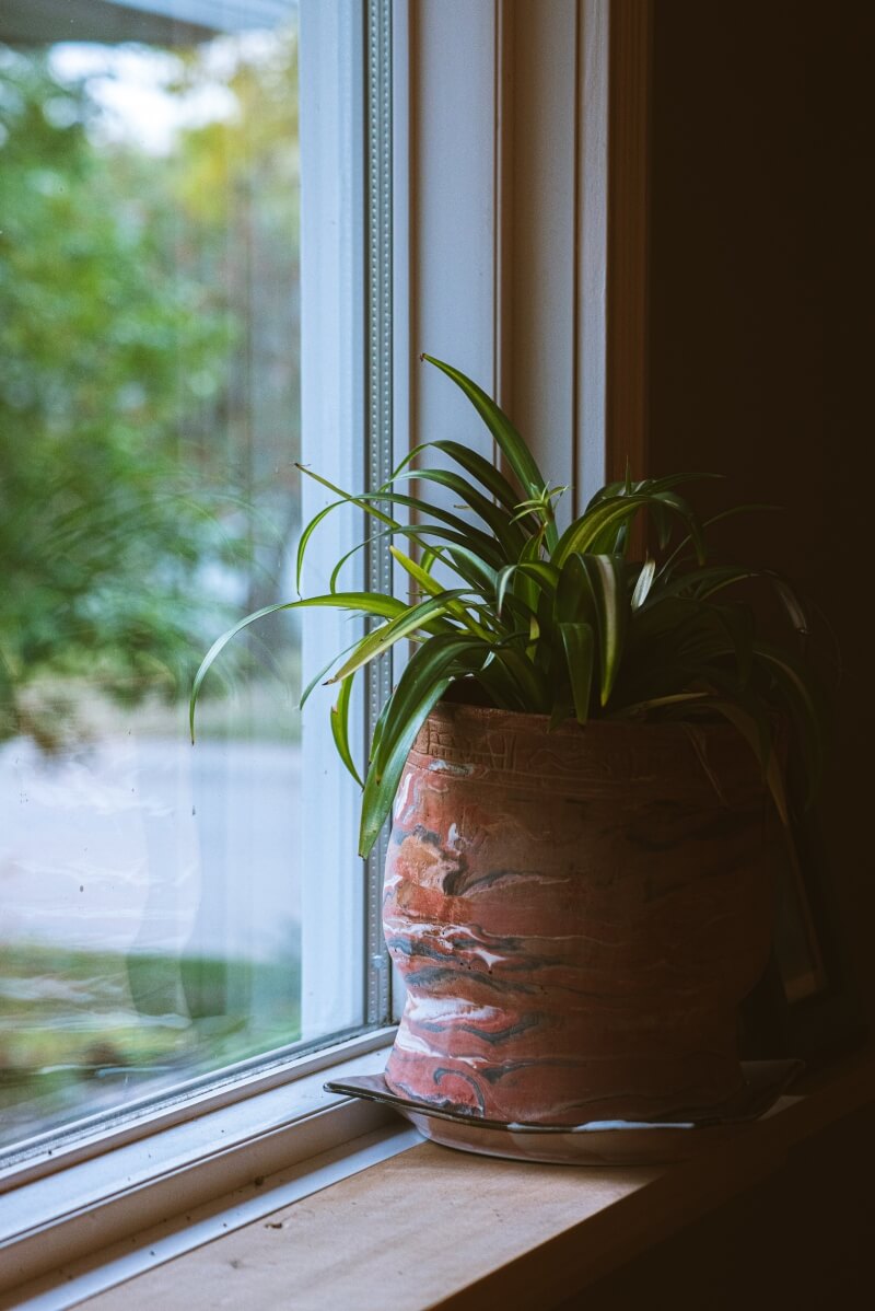close up shot of plant in clay pot next to a window